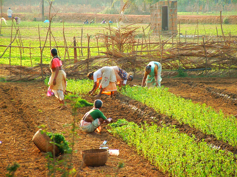 Role of women in Indian agriculture - Archana Sabba